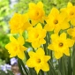 Narcissus holandský mistr - narcis holandský mistr - 5 květinové cibule