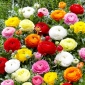 Pryskyřník, Buttercup Mix - 10 kvetinové cibule - Ranunculus