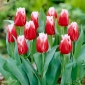Tulpės Canasta - pakuotėje yra 5 vnt - Tulipa Canasta