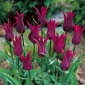 Tulipa Burgundy - Tulpe Burgundy - 5 Zwiebeln