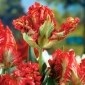 Tulipa 이국적인 앵무새 - 튤립 이국적인 앵무새 - 5 알뿌리 - Tulipa Exotic Parrot