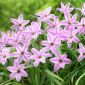 Ipheion Charlotte Bishop - Proljeće starflower Charlotte Bishop - 10 lukovica - Ipheion uniflorum