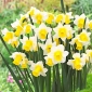 Нарциссус Голден Ецхо - Даффодил Голден Ецхо - 5 луковици - Narcissus