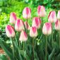 Tulipa Innuendo  -  Tulip Innuendo  -  5个洋葱