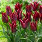 Tulipa trvalá láska - Tulipán trvalá láska - 5 květinové cibule - Tulipa Lasting Love