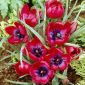 Tulpansläktet Liliput - paket med 5 stycken - Tulipa Liliput