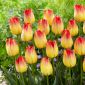 Tulipaner Suncatcher - pakke med 5 stk - Tulipa Suncatcher