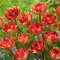 Tulipán Sundowner - csomag 5 darab - Tulipa Sundowner