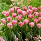 Tulipa 보그 - 튤립 보그 - 5 구근 - Tulipa Vogue
