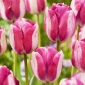 Hlačke tulipani - 5 kosov - Tulipa Hotpants