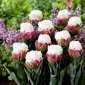 Tulip Ice Cream – rare, peony–shaped flowers – 5 pcs