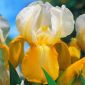 Iris germanica سفید و زرد - لامپ / غده / ریشه