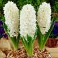 Hyacinthus Aiolos - Hyacinth Aiolos - 3 bulbs