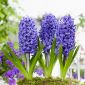 Jacinthe - Blue Pearl - paquet de 3 pièces - Hyacinthus
