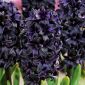 Hyacinthus Dark Dimension - Hyacint Dark Dimension - květinové cibulky / hlíza / kořen