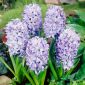 Hyacint-slægten - Sky Jacket - pakke med 3 stk - Hyacinthus