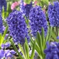 Hyacinthus Blue Jacket - Hyazinthe Blue Jacket - 3 Zwiebeln