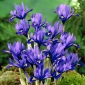 Iris Réticulée - Iris reticulata - Harmony - paquet de 10 pièces