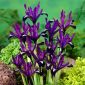 Iris Botanical Purple Gem - 10 bebawang - Iris reticulata