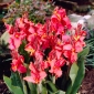 Canna Orchid - květinové cibulky / hlíza / kořen