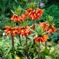 Daugiažiedė margutė - oranžinis - Fritillaria imperialis