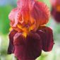 Iris germanica Queeche - bulb / tuber / root