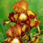 Iris germanica Bronze - กระเปาะ / หัว / ราก