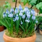 Muscari azureum – Himmelblaue Traubenhyazinthe - 10 Zwiebeln