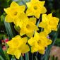 Narcissus Golden Harvest - Narcis Golden Harvest - 5 květinové cibule