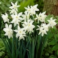 Narcis - Thalia - pakket van 5 stuks - Narcissus
