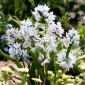 Pushkinia - 10 kvetinové cibule - Puschkinia