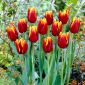 Tulipa Abu Hassan - Tulpe Abu Hassan - 5 Zwiebeln