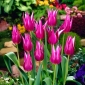Tulipa Maytime - pacote de 5 peças
