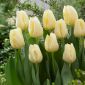 Tulipa Cheers - Tulip Cheers - 5 bebawang