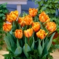 Tulipa Orange Princess - Tulip Orange Princess - 5 bebawang