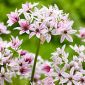 Allium Cameleon - 5 květinové cibule