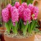 Hyacinthus Pink Pearl - 히아신스 핑크 펄 - 3 구근 -  Hyacinthus orientalis 