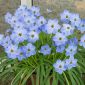 Ipheion Rolf Fiedler - Floarea de primăvară de primăvară Rolf Fiedler - 10 bulbi - Ipheion uniflorum