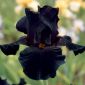 Iris germanica, Deutsche Schwertlilie, Ritter-Schwertlilie, Blaue Schwertlilie, Echte Schwertlilie Black Night
