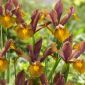 Ирис холандица Лион Кинг - 10 жарула - Iris × hollandica
