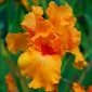 Blauwe lis - oranje - Iris germanica