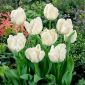 Tulipa White Parrot - 튤립 화이트 앵무새 - 5 알뿌리