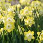 Narcis - Pipit - pakke med 5 stk - Narcissus