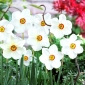 Narcissus Actaea - Daffodil Actaea - 5 lampu