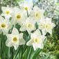 Narcis - Mount Hood - pakket van 5 stuks - Narcissus