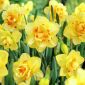 Narcis - Tahiti - pakket van 5 stuks - Narcissus