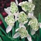 Galanthus nivalis flore pleno – Kleines Schneeglöckchen flore pleno, Gewöhnliches Schneeglöckchen - 3 Zwiebeln