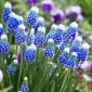 Muscari Mount Hood - Grape Hyacinth Mount Hood - 5 bulbs