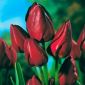 Tulipán Wallflower - csomag 5 darab - Tulipa Wallflower