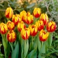 Tulipa Mickey Mouse - Tulip Mickey Mouse - 5 čebulic